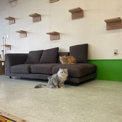 キャットブリーダー　スタッフ募集の画像