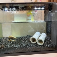 【飼育セット】GEX ラクテリア 飼育セット付き