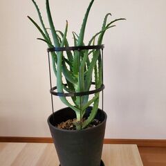 アロエ 鉢と葉抑え付き