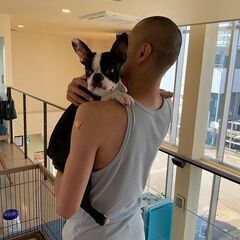 人なつっこいボストンテリア