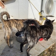 里親募集中です。琉球犬2匹です。