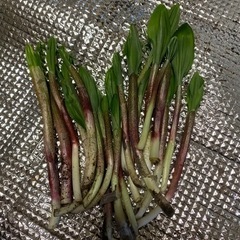 行者にんにく  キトビロ  アイヌネギ  『エンピツ』