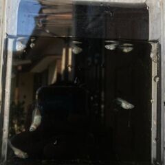 冬越しメダカ　　ダルマメダカ　9匹セット