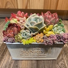 多肉植物　寄せ植え　