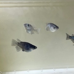 🐟ブラックダイヤダルマメダカ🐟の画像