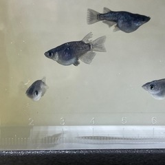 🐟ブラックダイヤダルマメダカ🐟の画像