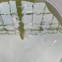 メダカ色々の画像