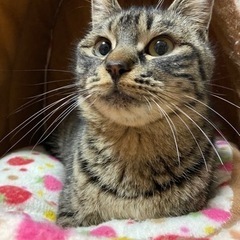 甘えん坊のキジトラ