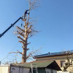 🌲大きな木の伐採&枝下し🌲
