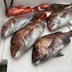 釣り仲間募集中　釣り一緒にやりましょう！