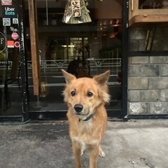犬を探してます。