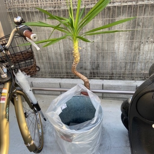 観葉植物　ユッカ　取りに来て頂ける方。　入れ物付き