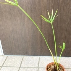 シュロガヤツリです。
