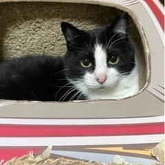 避妊手術済 ハチワレ 成猫