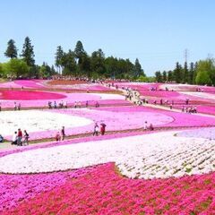 4/23土と4/24日曜 羊山公園芝桜からの日向山