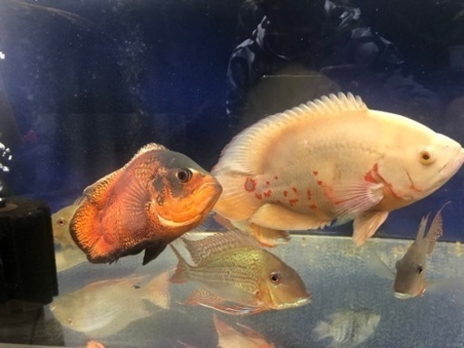 完売しました。ダトニオリアルバンド　大型魚　熱帯魚