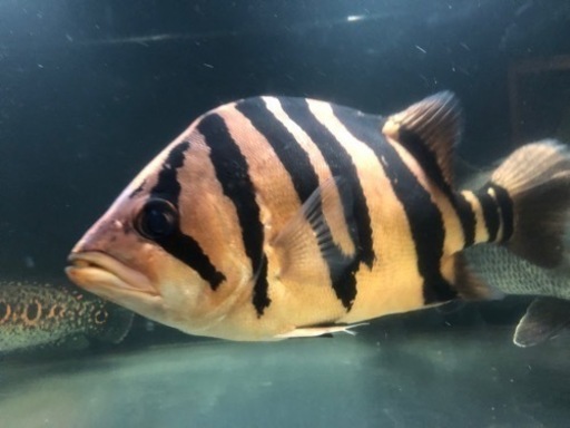 完売しました。ダトニオリアルバンド　大型魚　熱帯魚