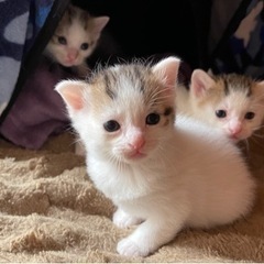 5匹みんなお家が決まりました。ありがとうございました☺️