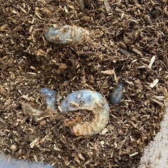 カブトムシ 幼虫 あげます