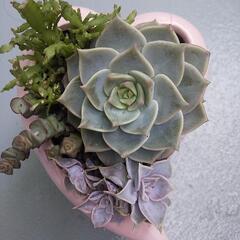 寄せ植え(取り引き中です)