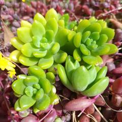 ☆多肉植物　セダム春萌　3カット