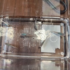 深海メダカ　稚魚