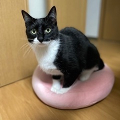 素敵なご家族に迎えて頂きました♪甘えん坊コロコロ電波受信猫乃和ちゃん