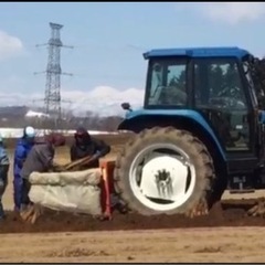 4月　短期　長芋の収穫　無料送迎ありの画像