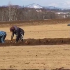 4月　短期　長芋の収穫　無料送迎ありの画像
