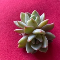 多肉植物　韓国苗　シャンペン　二頭の画像