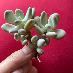多肉植物　韓国苗　三日月美人の画像