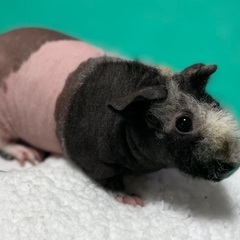 スキニーギニアピッグ2歳の男のコ