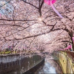 【目黒開催】目黒川散歩ツアー🌸お一人様参加歓迎です♪