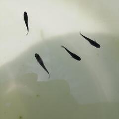 黒龍メダカ1　楊貴妃めだか　ミユキメダカ