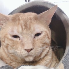 アーンモンドアイの薄茶トラ - 猫