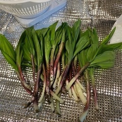 行者にんにく   キトビロ    アイヌネギ   ③