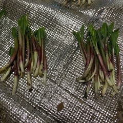 行者にんにく  キトビロ   アイヌネギ  『エンピツ』②