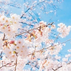 4/10 砧公園　お花見🌸の画像
