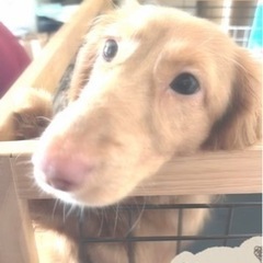 【一時休止】ダックス（8ヶ月）
