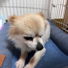 ロングコートチワワ