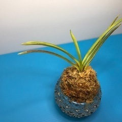 富貴蘭・芸有り‼️朝日殿(全盛品種)‼️の画像