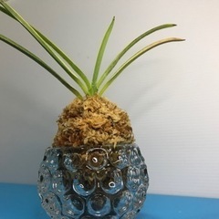 富貴蘭・芸有り‼️朝日殿(全盛品種)‼️の画像