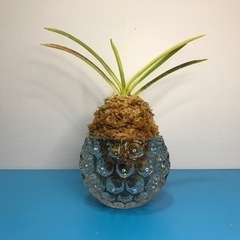 富貴蘭・芸有り‼️朝日殿(全盛品種)‼️の画像