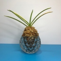 富貴蘭・芸有り‼️朝日殿(全盛品種)‼️の画像