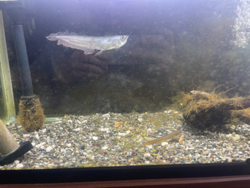 60センチ水槽2個