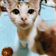 約3ヶ月齢 美人なメス猫ちゃん♥️