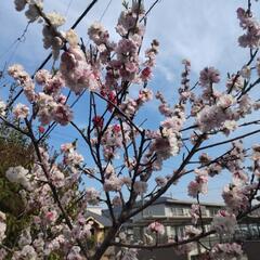 源平桃の木
