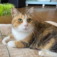 スリスリの2歳のミケちゃん、ミーちゃんです。