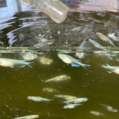 めだか　えさ　ミジンコの画像