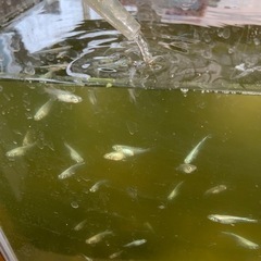 めだか　えさ　ミジンコの画像